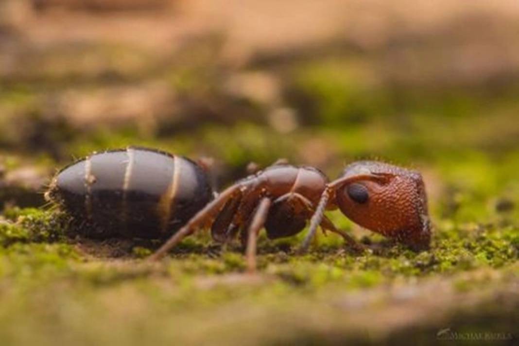 Ankara, İstanbul ve İzmir'de görüldü! Zehrini atıp ölüyor: Herkes tedirgin oldu! 3